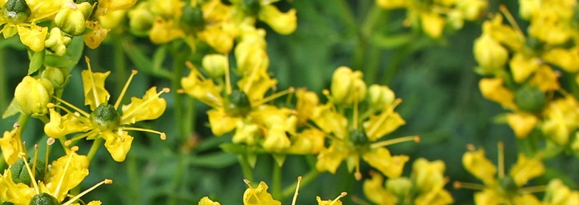 routa vonná - cz